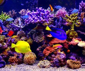 Aquarium Live Wallpaper 