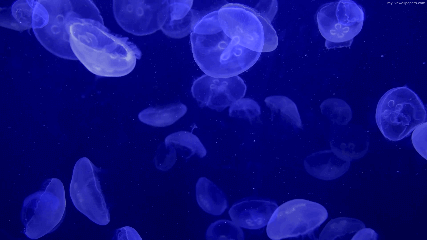 animated moving jellyfish