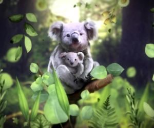 Koala bears live wallpaper