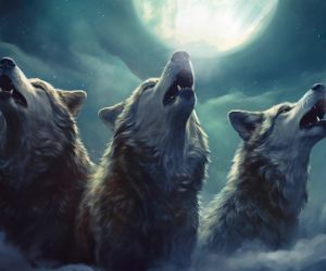 Pack of wolves live wallpaper