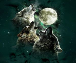 Wolves Full Moon Live Wallpaper - MyLiveWallpapers.com
