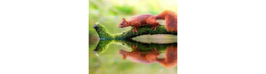 MOBILE-Squirrel River Live Mobile Wallpaper